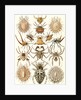 Spiders. Arachnida by Ernst Haeckel