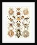 Spiders. Arachnida by Ernst Haeckel