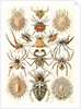 Spiders. Arachnida by Ernst Haeckel