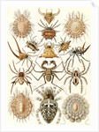 Spiders. Arachnida by Ernst Haeckel