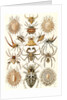 Spiders. Arachnida by Ernst Haeckel