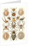 Spiders. Arachnida by Ernst Haeckel