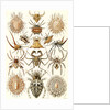 Spiders. Arachnida by Ernst Haeckel
