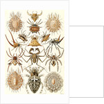 Spiders. Arachnida by Ernst Haeckel