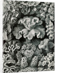 Corals. Hexacoralla by Ernst Haeckel