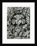 Corals. Hexacoralla by Ernst Haeckel