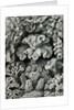 Corals. Hexacoralla by Ernst Haeckel
