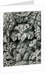 Corals. Hexacoralla by Ernst Haeckel