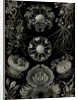 Fungi. Ascomycetes by Ernst Haeckel