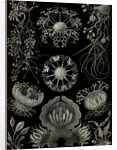 Fungi. Ascomycetes by Ernst Haeckel
