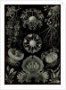 Fungi. Ascomycetes by Ernst Haeckel