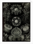 Fungi. Ascomycetes by Ernst Haeckel