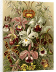 Orchids. Orchideae by Ernst Haeckel