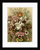 Orchids. Orchideae by Ernst Haeckel