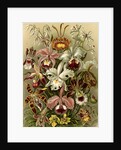 Orchids. Orchideae by Ernst Haeckel