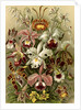 Orchids. Orchideae by Ernst Haeckel