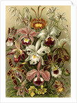 Orchids. Orchideae by Ernst Haeckel