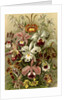Orchids. Orchideae by Ernst Haeckel