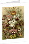Orchids. Orchideae by Ernst Haeckel