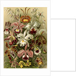 Orchids. Orchideae by Ernst Haeckel