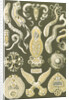 Flatworms. Platodes by Ernst Haeckel