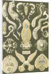 Flatworms. Platodes by Ernst Haeckel