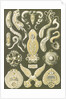 Flatworms. Platodes by Ernst Haeckel