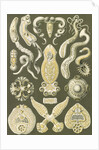 Flatworms. Platodes by Ernst Haeckel