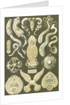 Flatworms. Platodes by Ernst Haeckel