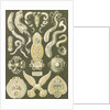 Flatworms. Platodes by Ernst Haeckel