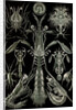 Invertebrates. Thoracostraca by Ernst Haeckel