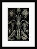 Invertebrates. Thoracostraca by Ernst Haeckel