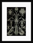 Invertebrates. Thoracostraca by Ernst Haeckel