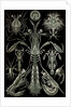 Invertebrates. Thoracostraca by Ernst Haeckel
