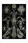 Invertebrates. Thoracostraca by Ernst Haeckel