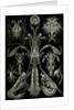 Invertebrates. Thoracostraca by Ernst Haeckel