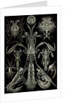 Invertebrates. Thoracostraca by Ernst Haeckel