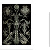 Invertebrates. Thoracostraca by Ernst Haeckel