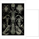 Invertebrates. Thoracostraca by Ernst Haeckel