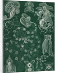 Marine invertebrates. Siphonophorae by Ernst Haeckel