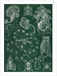 Marine invertebrates. Siphonophorae by Ernst Haeckel