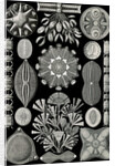 Algae. Diatomea by Ernst Haeckel