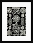 Algae. Diatomea by Ernst Haeckel