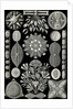 Algae. Diatomea by Ernst Haeckel