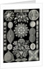 Algae. Diatomea by Ernst Haeckel