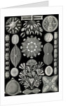 Algae. Diatomea by Ernst Haeckel