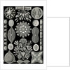 Algae. Diatomea by Ernst Haeckel