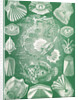 Fish. Teleostei by Ernst Haeckel