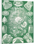 Fish. Teleostei by Ernst Haeckel