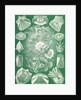 Fish. Teleostei by Ernst Haeckel